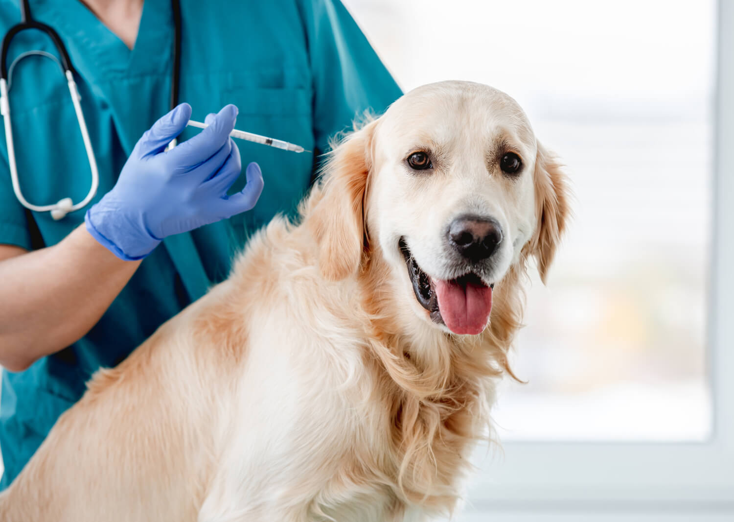 ¿Qué es la vacunación y por qué es importante para tu mascota?