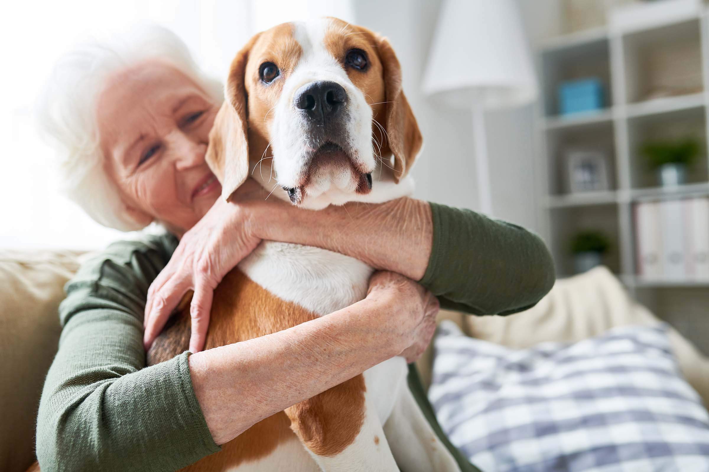 ¿Cómo tratar la ansiedad y el estrés en perros y gatos?