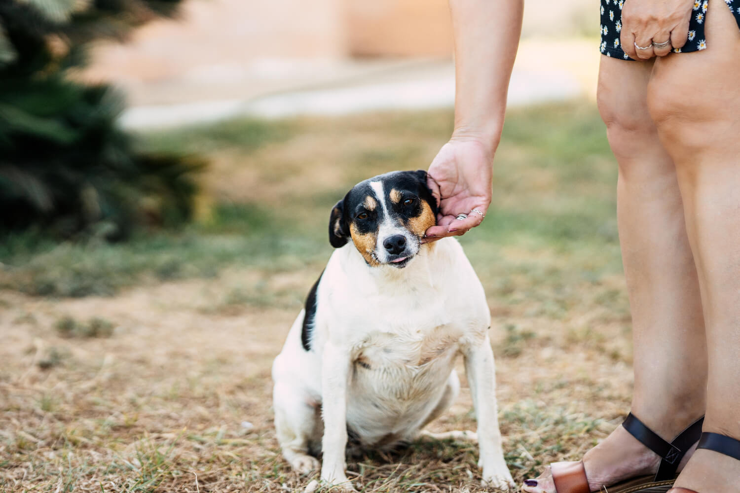 ¿Cómo prevenir la obesidad en perros y gatos?